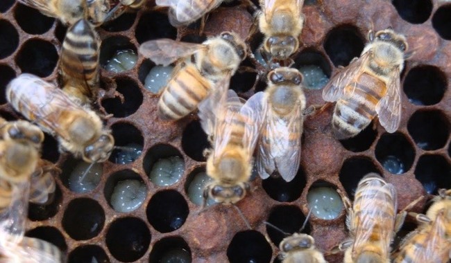 Mejorarán polinización de cultivos con abejas nativas sin aguijón / Por Alicia Valverde