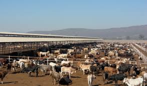 Caen 60% las exportaciones de ganado bovino por plaga de gusano barrenador: Comecarne