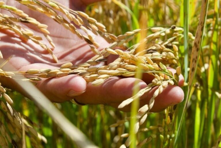 Convocan a productores a comprar semilla de arroz certificada y paquete de insumos / Por Alicia Valverde