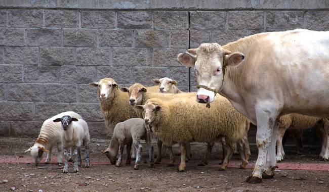 Refuerzan acciones preventivas contra la rabia paralítica bovina en Zacatecas / Por Alicia Valverde   