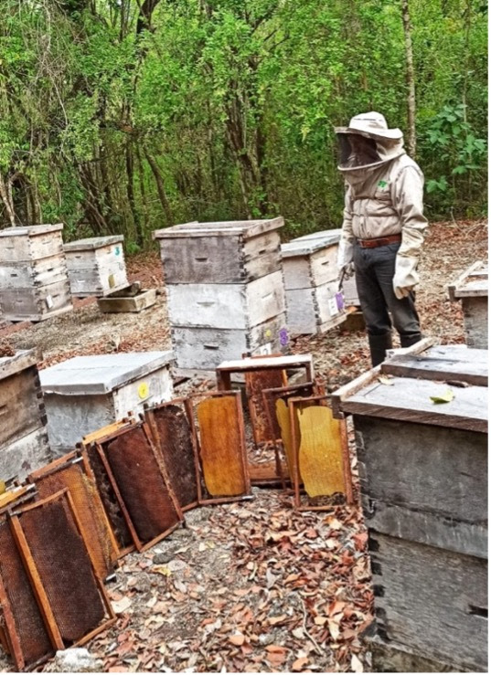 Diseñan plan para atender mortandad de abejas por uso indebido de plaguicidas / Por Alicia Valverde