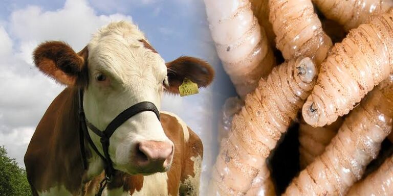 Deben México y Estados Unidos combatir juntos el fenómeno del gusano barrenador