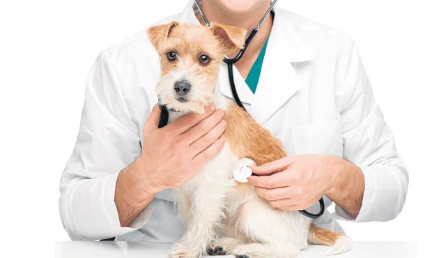 Más de 50 mil Médicos Veterinarios en México cuidan la salud animal y promueven el bienestar de las personas