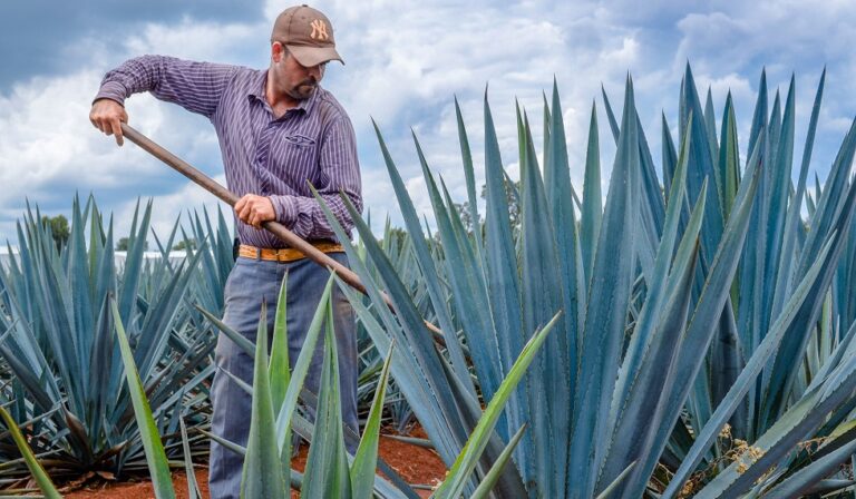 México produce 388 mil 700 toneladas de agave mezcalero: Consejo Mexicano Regulador/ Por Alicia Valverde