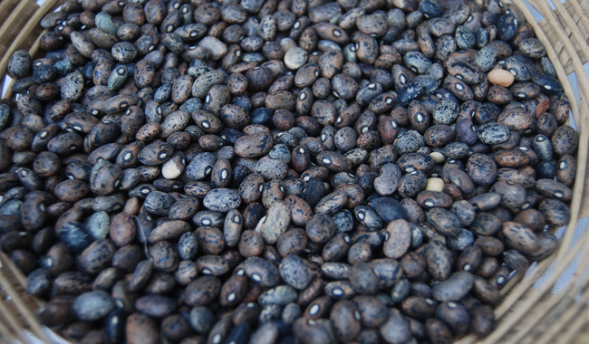 En 2026 se reforzará la producción de frijol, leche, carne y arroz: Sader / Por Alicia Valverde