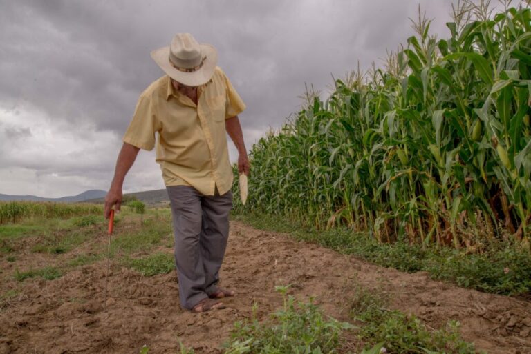 Entregan de maíz blanco en Durango e Hidalgo para estabilizar el precio de la tortilla / Por Alicia Valverde