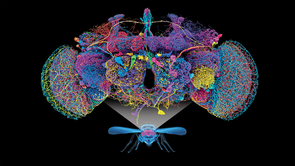 mosca-de-la-fruta-MAPEO-DE-SU-CEREBRO