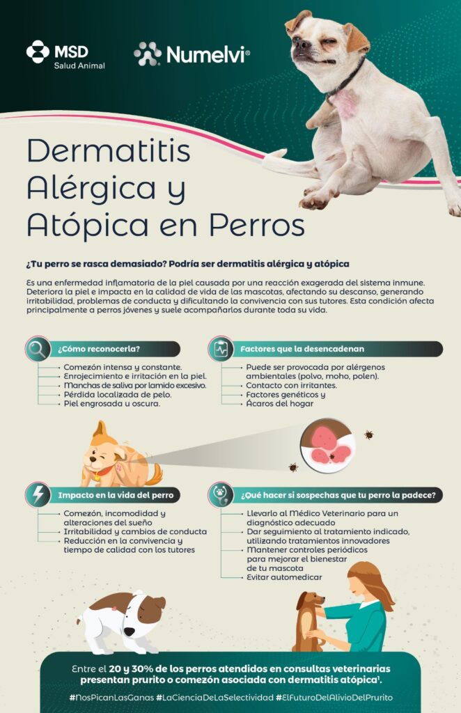 Hasta 35% de los perros en México presentan dermatitis alérgica y atópica; nueva innovación veterinaria marca un hito mundial