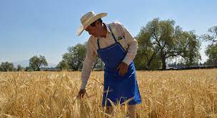 Exhorta CNA a la Sader a continuar el diálogo con productores de granos para fortalecer la competitividad del campo / Por Alicia Valverde