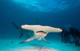 México se apega a disposiciones internacionales para proteger la captura accidentada de tiburones / Por Alicia Valverde