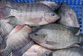 Quieren impulsa el consumo de tilapia mexicana; 80% se importa / Por Alicia Valverde