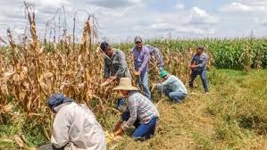 Seguridad alimentaria, tema de seguridad nacional: Productores