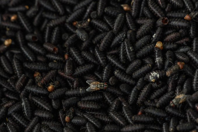 México y EU trabajan para que el gusano barrenador no cruce la frontera: Sader / Por Alicia Valverde