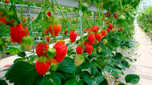 Van contra las fresas mexicanas, inician investigación por dumping