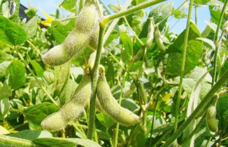 Adquirirá Verde Valle su consumo de frijol con productores de pequeña y mediana escala / Por Alicia Valverde