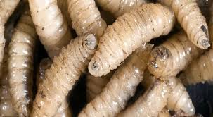 Registra avance de 50% la reconstrucción de la planta productora de moscas estériles en Chiapas/ Por Alicia Valverde