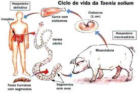 Resurge cisticercosis en países desarrollados por migración y a que pasó a segundo caso en pandemia: investigadores