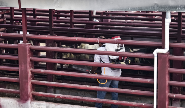 Se reduce a tres los casos activos de gusano barrenador en Tamaulipas / Por Alicia Valverde