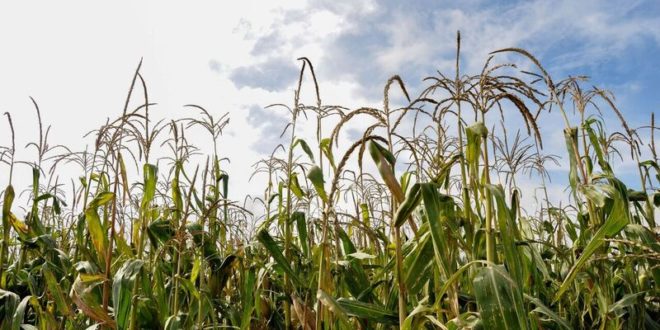 Registran a más de 8 mil productores para acceder a incentivos para maíz blanco ciclo PV 2025 / Por Alicia Valverde