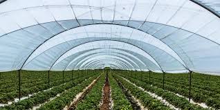 Uso de plástico en zonas agrícolas repercute en el ambiente y en nuestra salud: UNAM