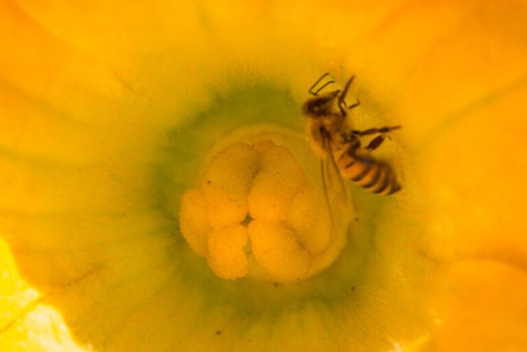 Campaña Nacional busca proteger a las abejas de plagas y evitar poner en riesgo la producción de más del 80% de los cultivos / Por Alicia Valverde