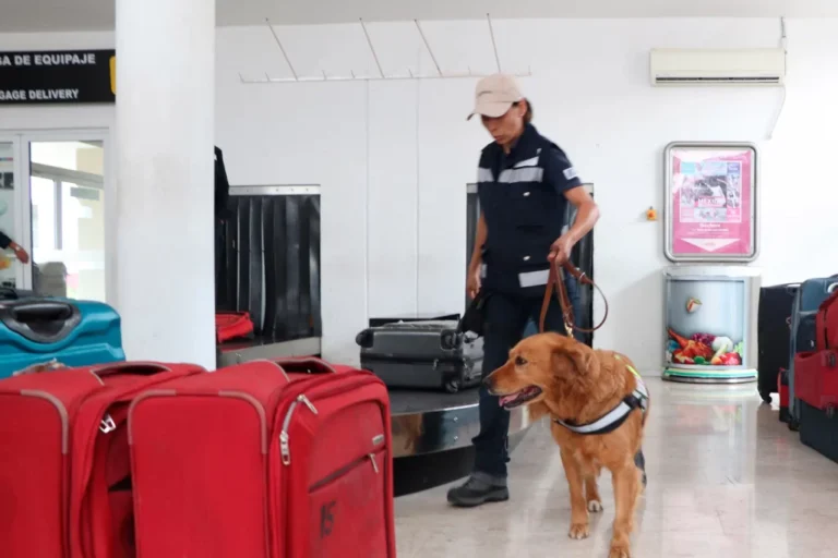 Con binomios caninos fortalecerán la vigilancia sanitaria durante el mundial 2026/ Por Alicia Valverde