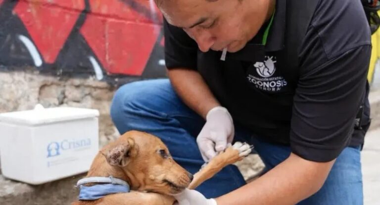Refuerza Sonora acciones preventivas contra la Rickettsia