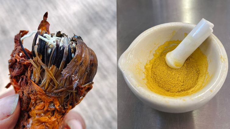 ¿Qué ocurrirá con la flor de cempasúchil una vez que termine su función ornamental en el mundial 2026?