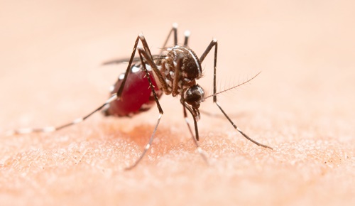 Exhortan en Jalisco a reforzar medidas preventivas contra el dengue antes del temporal