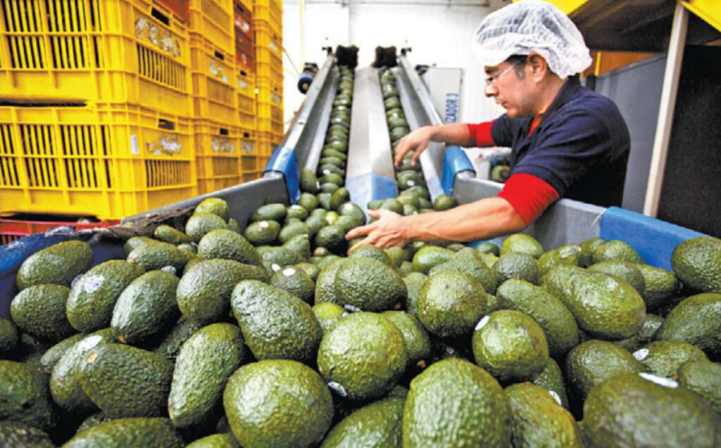 exportador-fruto-manda-paises-luis-1024x637-1