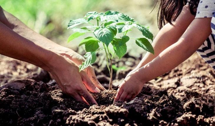 REFORESTACION-ASDAS