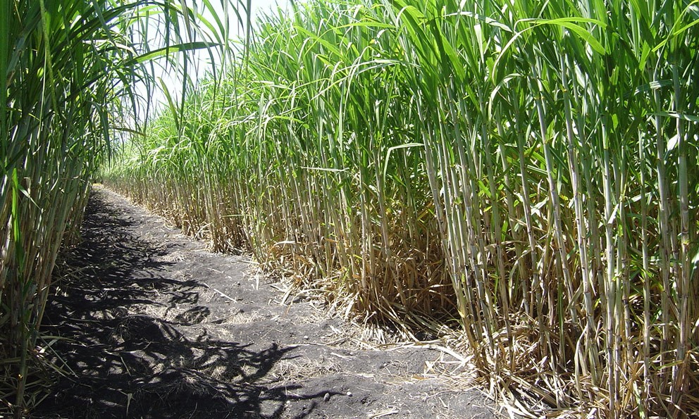 cana-de-azucar