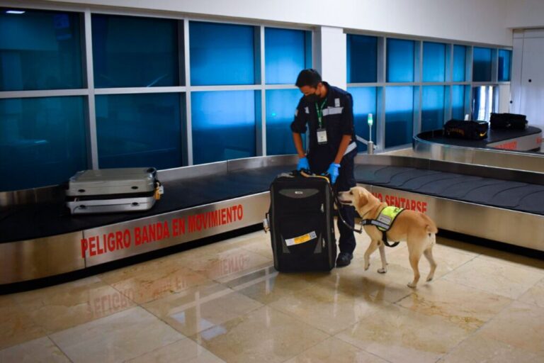 Refuerzan inspección sanitaria para ingresar a México, en periodo vacacional / Por Alicia Valverde