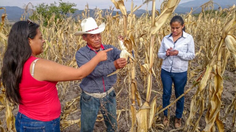 Destinan 4 mil mdp para incentivos a productores de maíz blanco de Sinaloa / Por Alicia Valverde