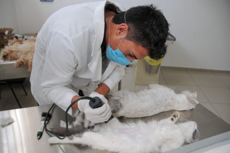 ¡Esteriliza a tus michis y lomitos! Anuncian campaña gratuita en el municiopio de Nezahualcóyotl