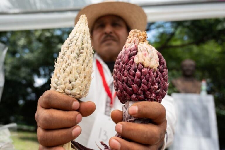  Realizan segunda Feria del Maíz y la Agrobiodiversidad en el Bosque de Chapultepec