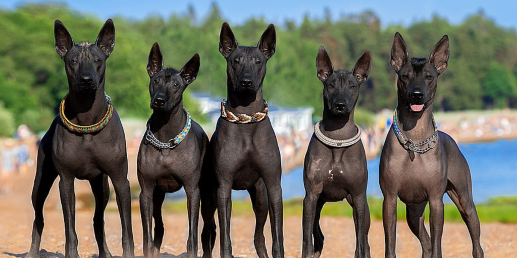 xoloitzcuintles-1200x600-1-1024x512-1